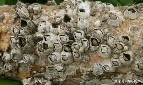 藤壶是什么东西(鹅颈藤壶是什么东西)