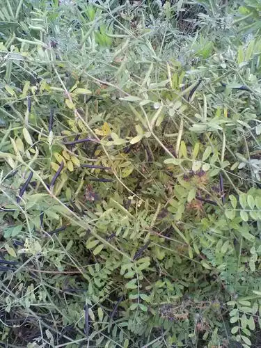 野绿豆早己成熟,手稍一碰,全部裂开.