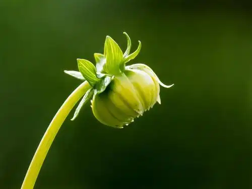 向日葵花蕾特写照片高清壁纸