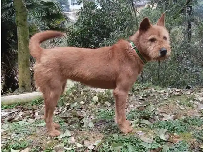 本犬纲目中国土狗品种大全
