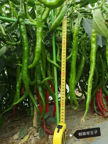2020扶沟基地线椒品种