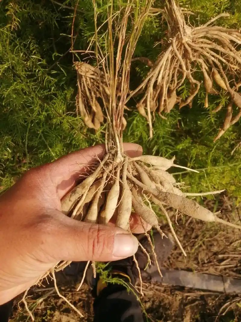 天冬苗,百部苗,百部种子都有货#中药材种植基地 #生活百般滋 - 抖音