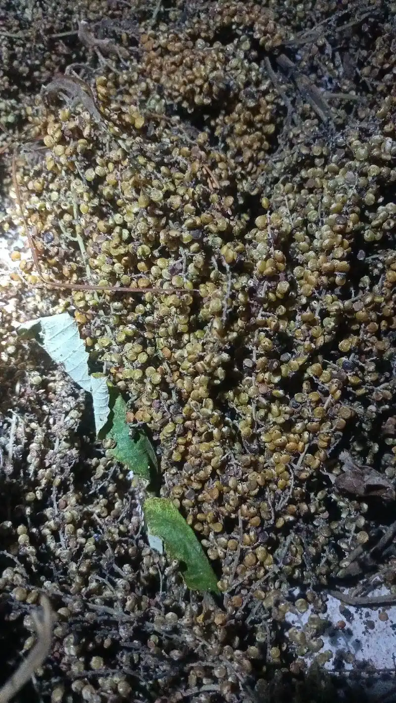 盐肤木果子熟了,别名(五倍子)(戚仓子),可以开始采摘了,有 - 抖音