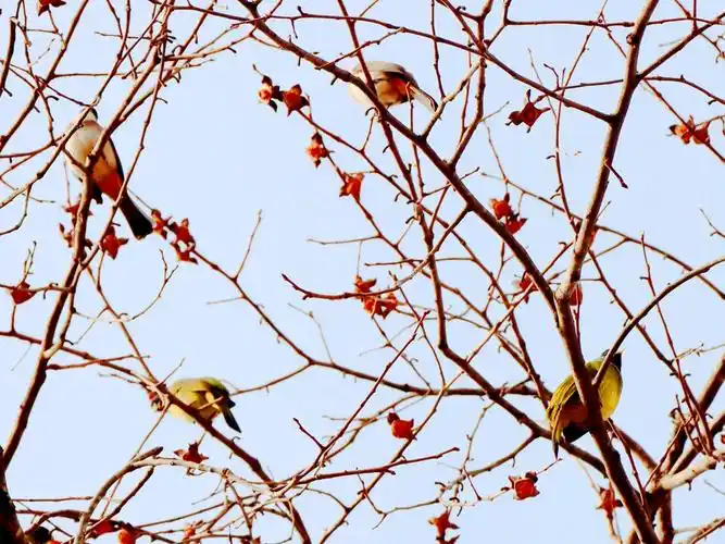 群鸟团年品柿粮