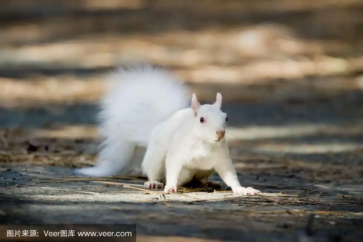 白化松鼠