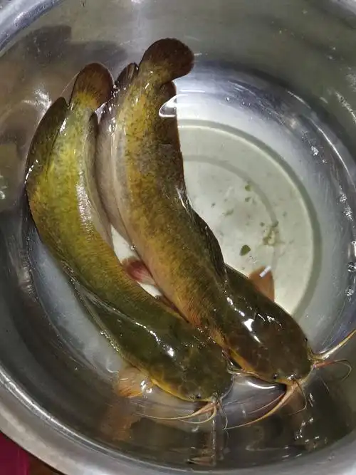 本地塘鲺 靓货本地塘角鱼