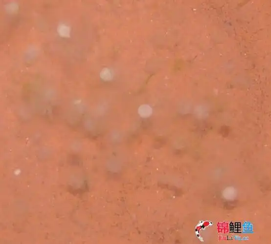锦鲤鱼卵--受精卵和未受精卵的区分