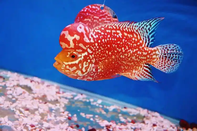 泰国渔场直销精品爆头鸿运当头罗汉鱼成鱼鱼苗热带鱼鱼