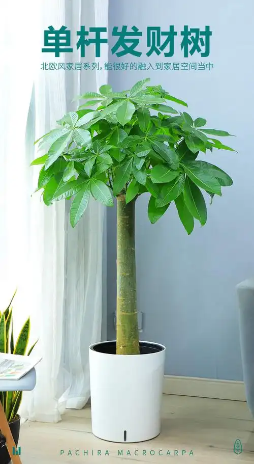 纳格兰单杆发财树盆栽大型植物客厅办公室开业乔迁送礼粗杆树单杆发财