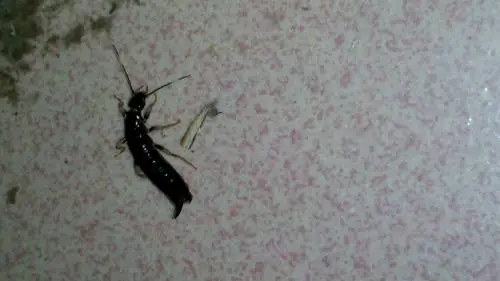 是从家里卫生间的下水道爬出来的,这东西怎么杀干净?