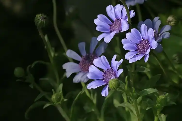 蓝雏菊(快乐摄影)