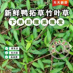 330人付款淘宝新鲜现采野生鸭拓草水竹叶草竹叶菜碧