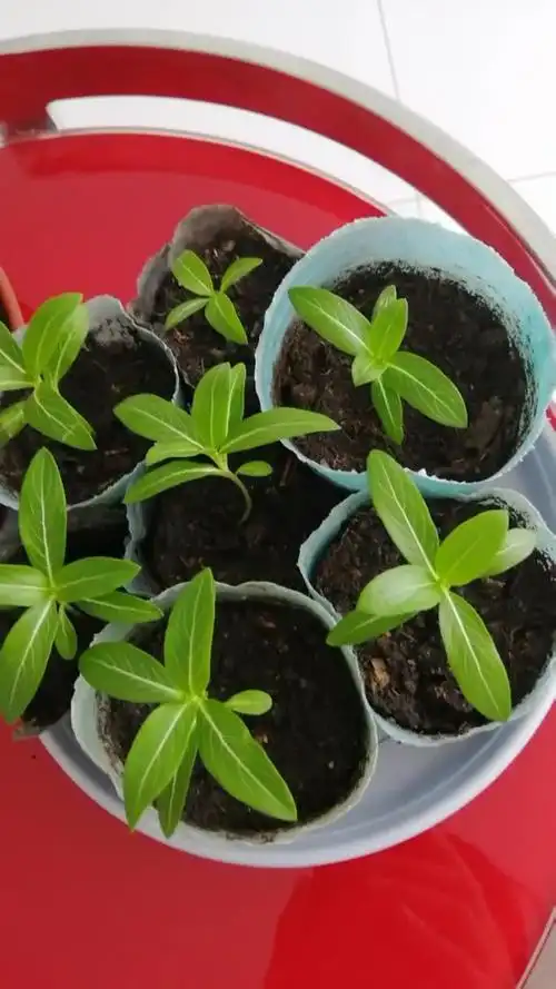 长春花小苗怎样打顶-生活视频-搜狐视频