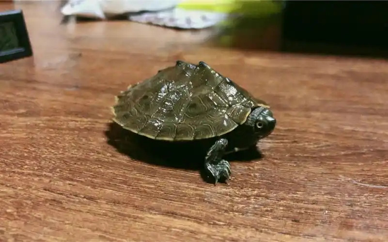 天使眼地图龟2020105记录