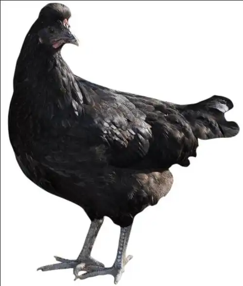 【新品】浔溪黑鸡(公)