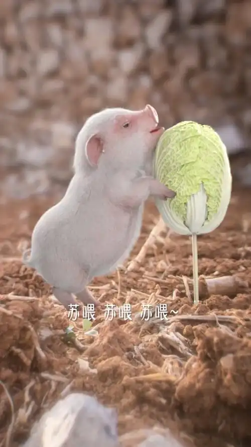 好猪都让白菜给拱了!