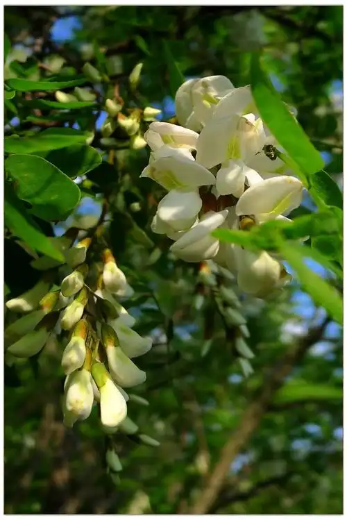 看点洋槐情结散文