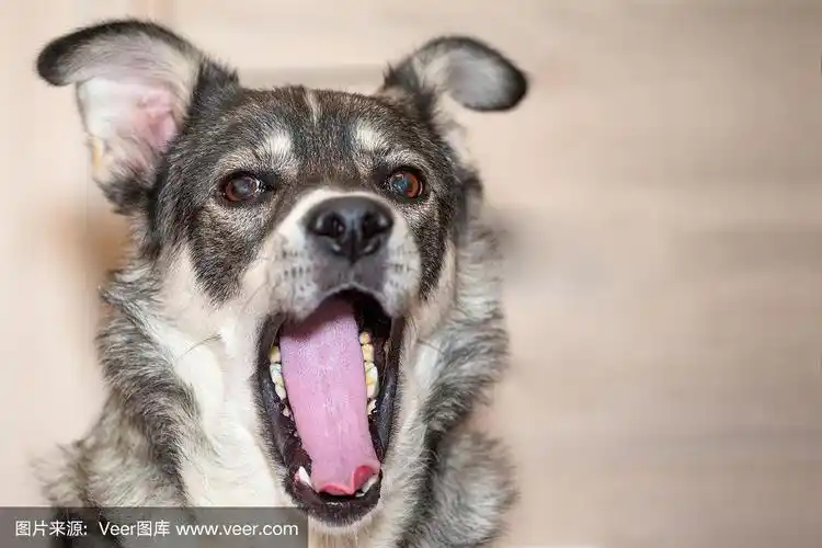 狗,特写,张着嘴,留白,可爱的