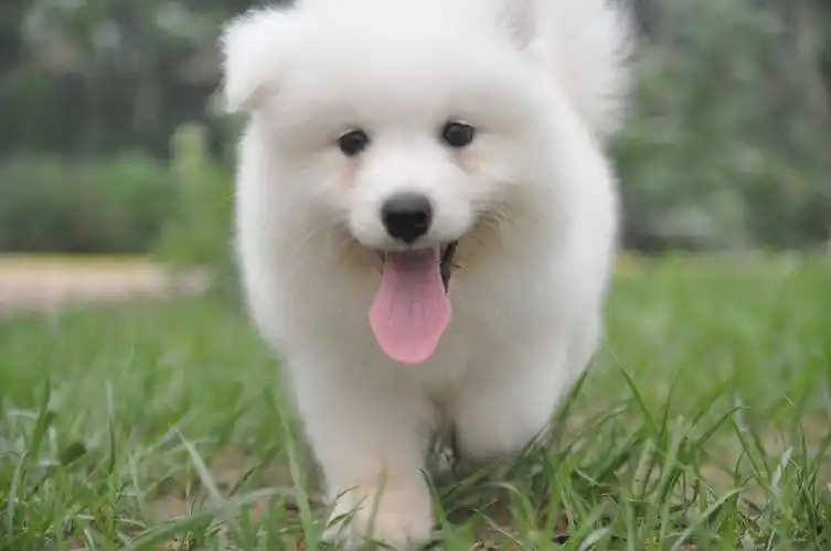 萨摩耶犬常见病萨摩耶犬容易患的三种疾病