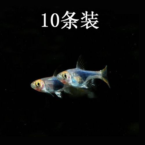 水族观赏鱼活体淡水灯科紫三角灯鱼草缸群游鱼热带小型鱼路损包活