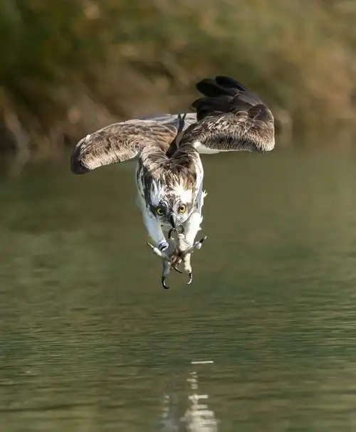 摄影师捕捉鱼鹰捕食精彩画面