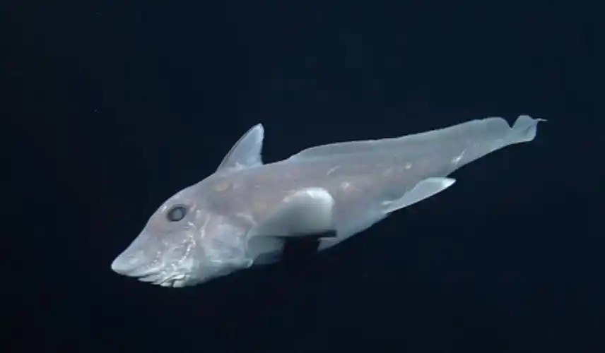 1.首次拍到的深海鬼鲨