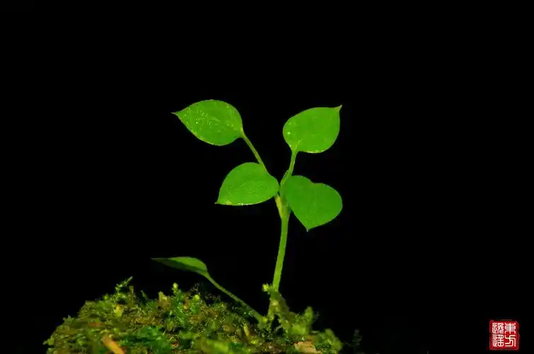 无影手老师请大家吃了水果,我请大家吃干果