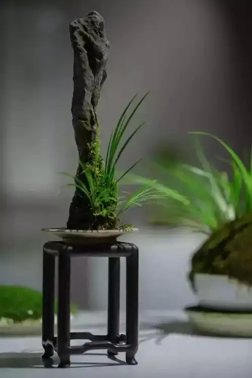 观赏石——案头菖蒲