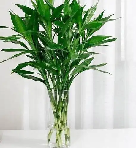 寓意花开富贵竹报平安的富贵竹教你如何正确栽植富贵竹