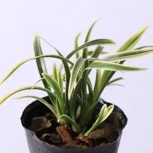 6苗兰花金边矮兰室内花卉盆栽兰草