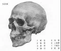 素描骷髅头怎么画