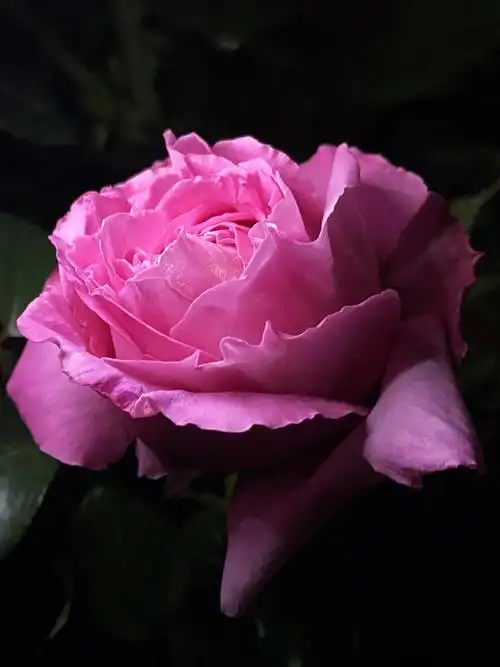 仙王座大花中香耐热抗性好真人间富贵花