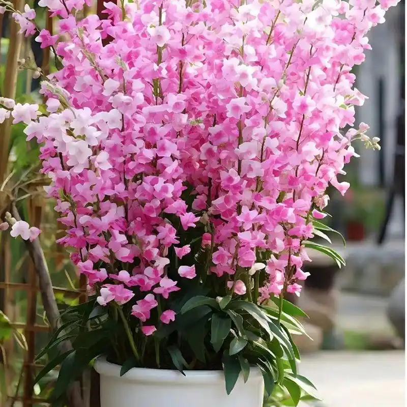 浓香重瓣风铃花是一种比较容易养护的花卉,适合在阳台,办公室等室内