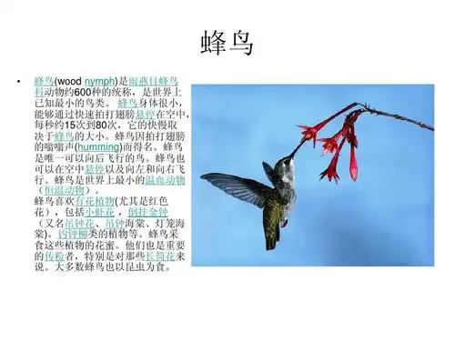 多种鸟类图片及名称简介