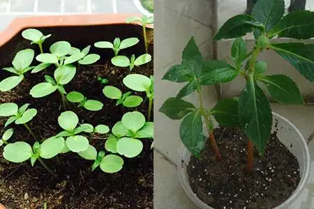 【图】凤仙花种子繁殖方法分享 只需三个简单步骤