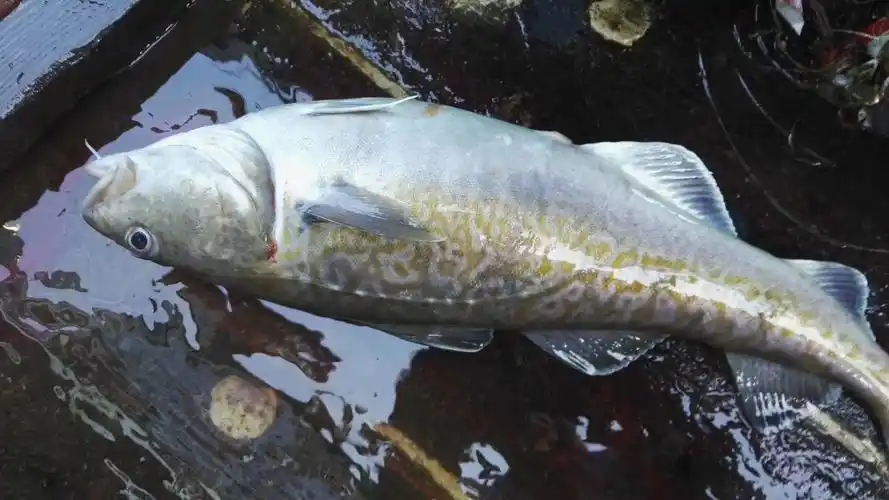 带你了解什么是真正的鳕鱼