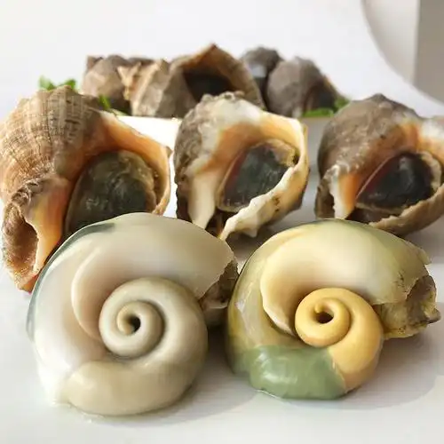 新鲜大海螺鲜活超大连云港野生海鲜水产贝类田螺花螺大海螺包邮