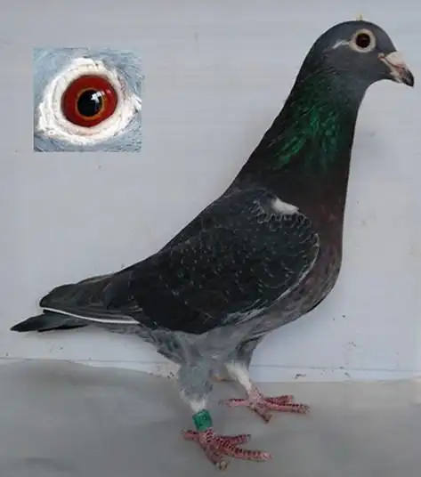 李鸟金条雌_胜利超远程鸽_ag188.com爱鸽商城_中国信鸽信息网