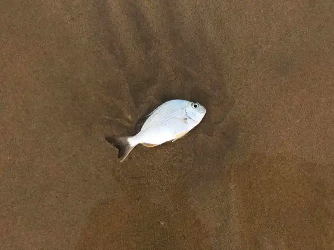 在冬季北京回忆夏日海边