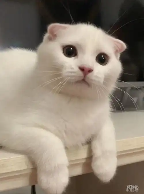 纯白苏格兰折耳猫
