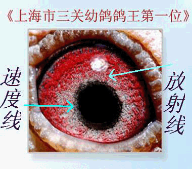 高手鉴鸽:这是冠军鸽眼睛?(图)-信鸽园地-中国信鸽信息网
