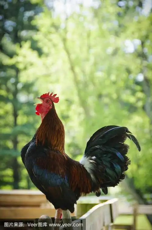 公鸡在早晨啼叫