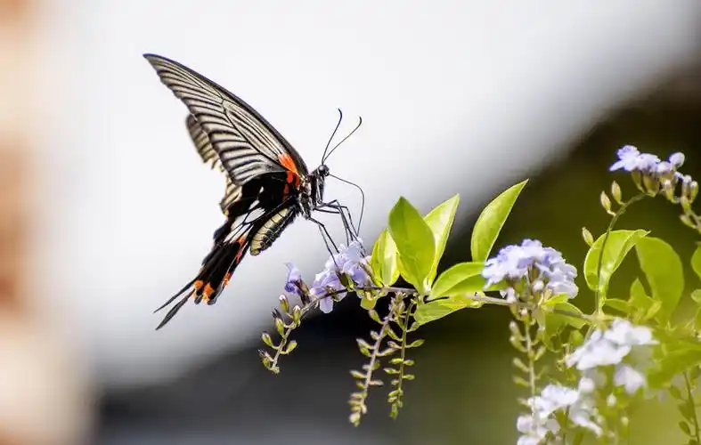美丽的玉带凤蝶