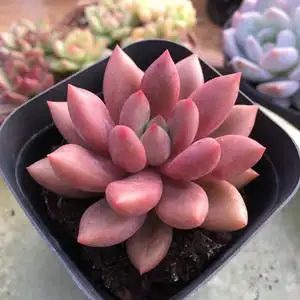 桃花源多肉植物 一物一拍 室内盆栽净化空气吸甲醛桃花源肉肉植物