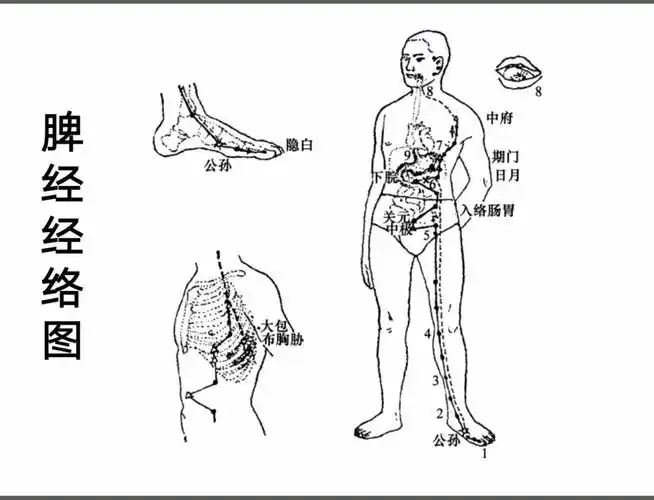 十二经络39个易堵塞穴位(上)(肺经大肠经胃经脾经)