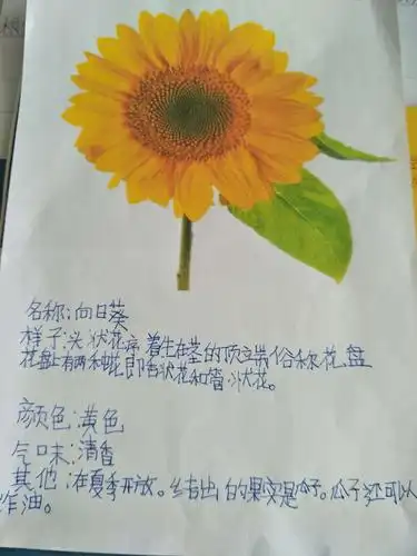 【三一动感中队】我的植物朋友——习作课纪实