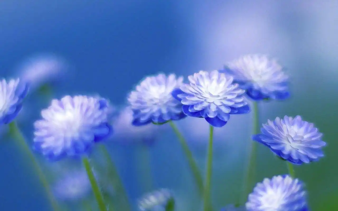 清新淡雅唯美花卉写真