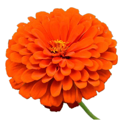 重瓣大花四季开花矮杆庭院景观花海工程易活花种子 橙色百日草2000粒