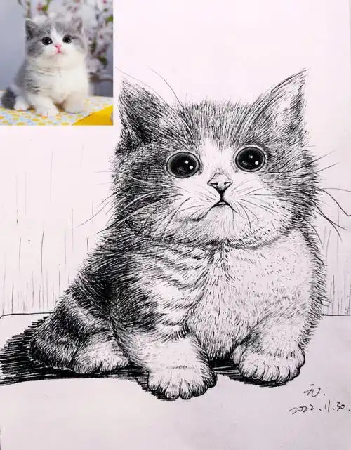 黑白线描写生速写动物矮脚猫含过程