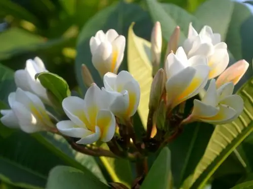 《原创美篇》盛开的鸡蛋花特写2018.7.15.